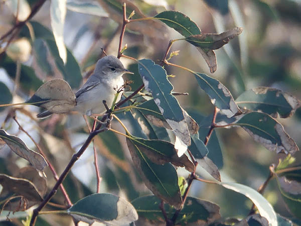 Vaaleakultarinta, Eastern Olivaceous Warbler, Hippolais pallida